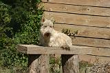 SCOTTISH TERRIER 261